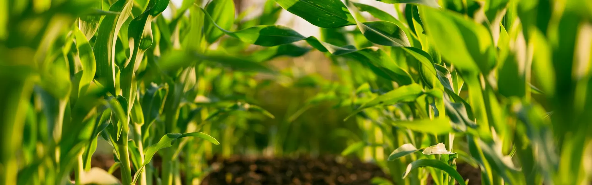 Agriculture & Social